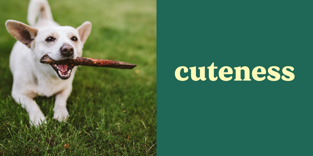 Cutness logo with photo of a dog